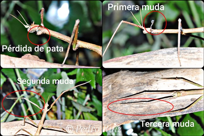 Regeneración de una pata de una hembra de Medauroidea extradentata Regeneración de una pata de una hembra de Medauroidea extradentata