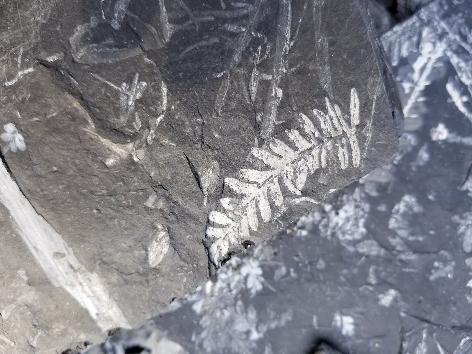 Rockhounding in the USA: The Famous Fern Fossils of Pennsylvania