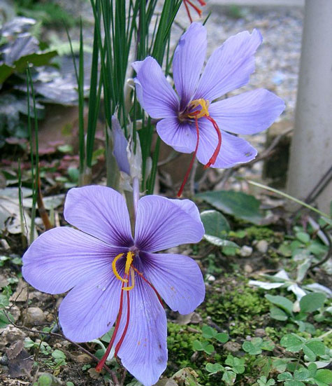 Blog da Horta Biológica: 3 Tipos de Açafrão?! | 3 Types of Saffron?!