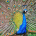 Top 5 Beautiful Birds in Peacock, Hyacinth Macaw, Quetzal, Broad-billed Hummingbird, Dusky Lorry
