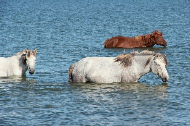 هل تسطيع الخيول السباحة؟