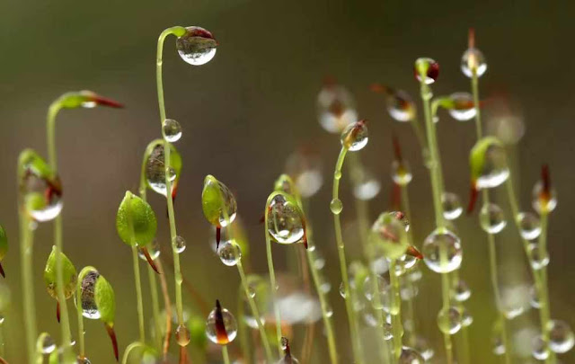 роса на мхе мох с каплями воды