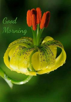 good morning flower images