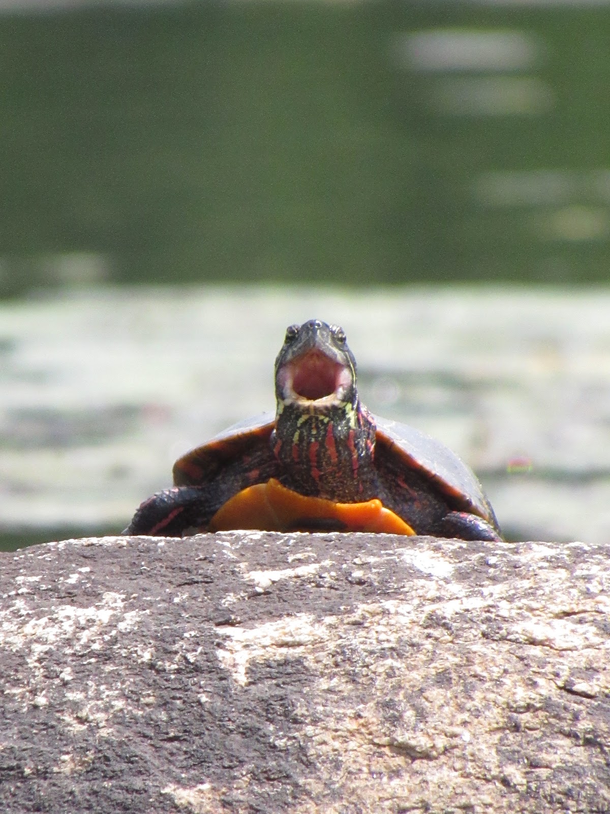 Recreational Kayaking in Maine Pitcher Pond, Lincolnville