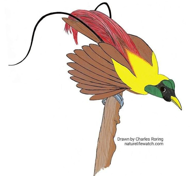 Red Bird of Paradise in digital art illustration of Cendrawasih Merah created using Autodesk Sketchbook