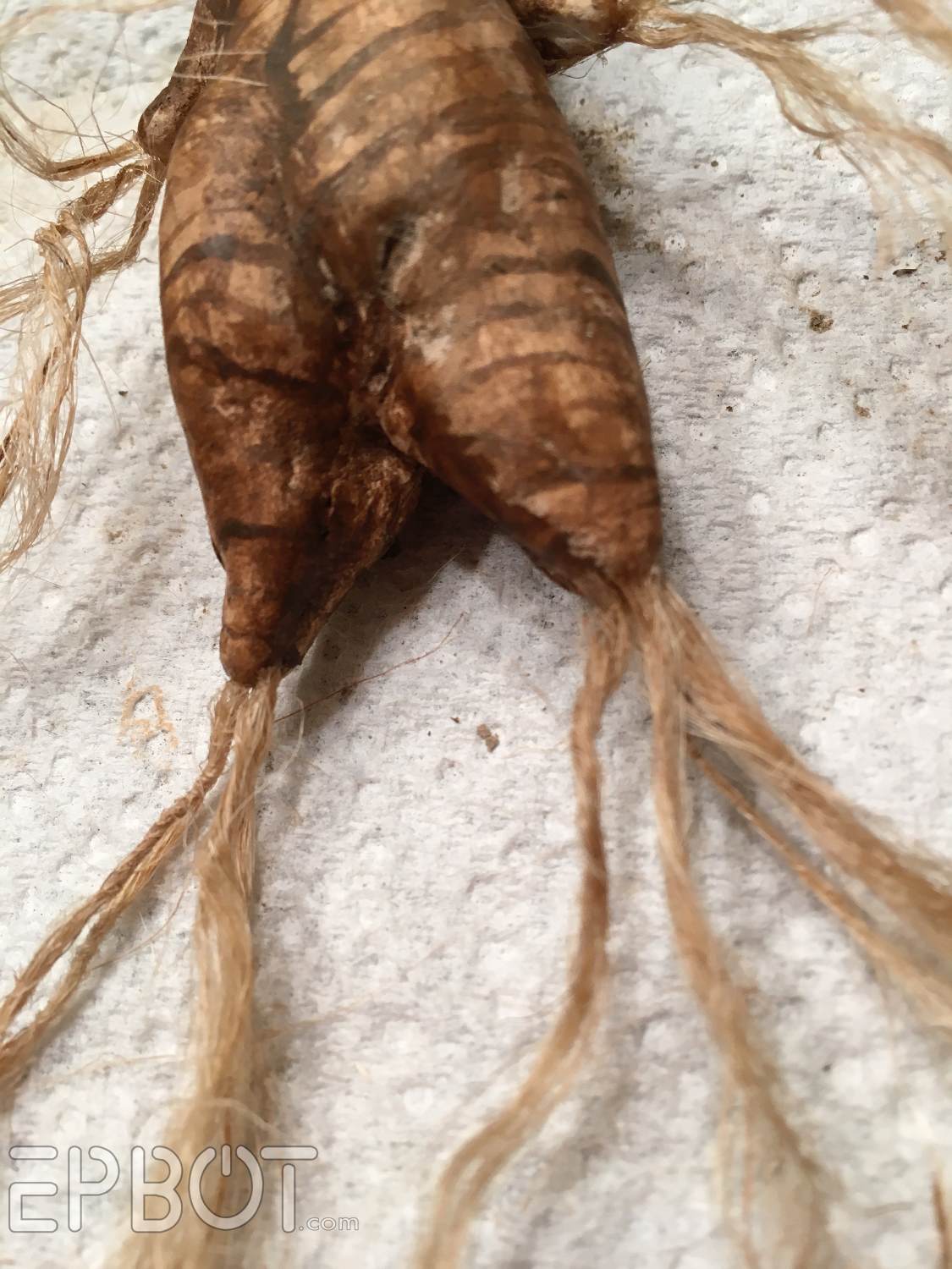 mandrake harry potter mandrake harry potter