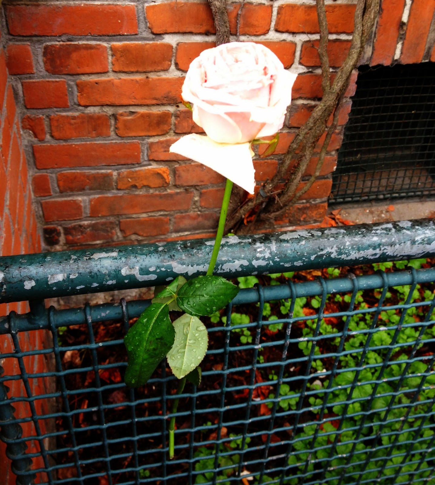 Rose på en regnvejrsdag rose, udelukkendelund, blog, blogger, blomst, regnvejr, bryggen, islands brygge, lejlighed, opgang, smil, regnvejr