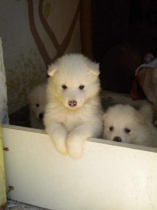 Informasi Anjing Samoyed Yang Perlu Anda Ketahui Sebelum Memilihnya