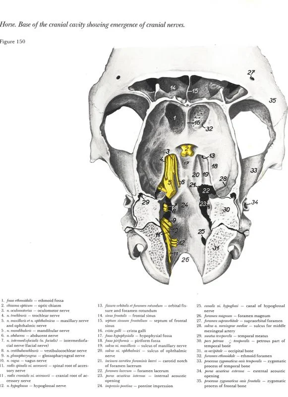 horse-cavalo-skull-anatomy-anatomia-cranio-maxilar-sinusal-sinuses-vetarq-muscle-musculatura-bone-osso-veias-arterias-dentição-equinos-eye-olho-glote-traqueia-esofago-palato