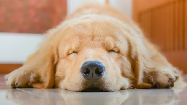 Why Do Dogs Twitch in Their Sleep?