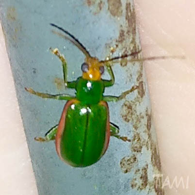 Insetologia Identificação de insetos Vaquinha Diabrotica em Minas Gerais