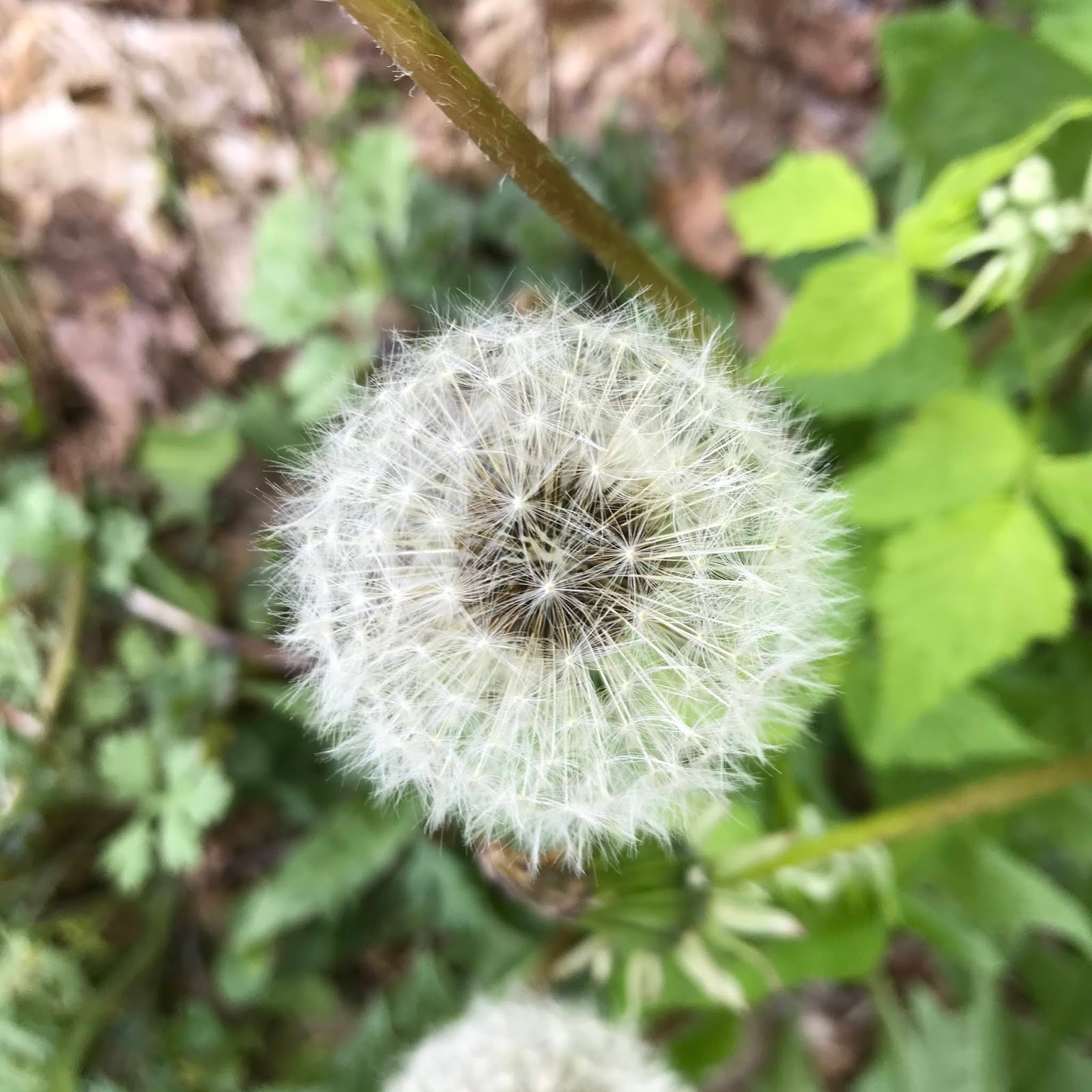 Maynard Life Outdoors and Hidden History of Maynard: Ecological Succession