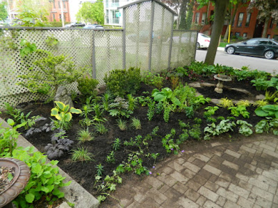 Summerhill Toronto New Front Shade Garden Makeover After by Paul Jung--a Toronto Organic Gardener Summerhill Toronto New Front Shade Garden Makeover After by Paul Jung--a Toronto Organic Gardener