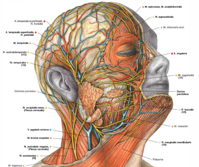 Лицевые нервы человека. Нервы лицевого отдела головы топографическая анатомия. Лицевой нерв топография в черепе. Кровоснабжение черепа топографическая анатомия. Сосуды и нервы головы и шеи анатомия.