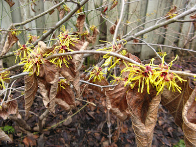 Hamamelis x intermedia arnold promise witch hazel blooms in clusters by garden muses: a Toronto gardening blog