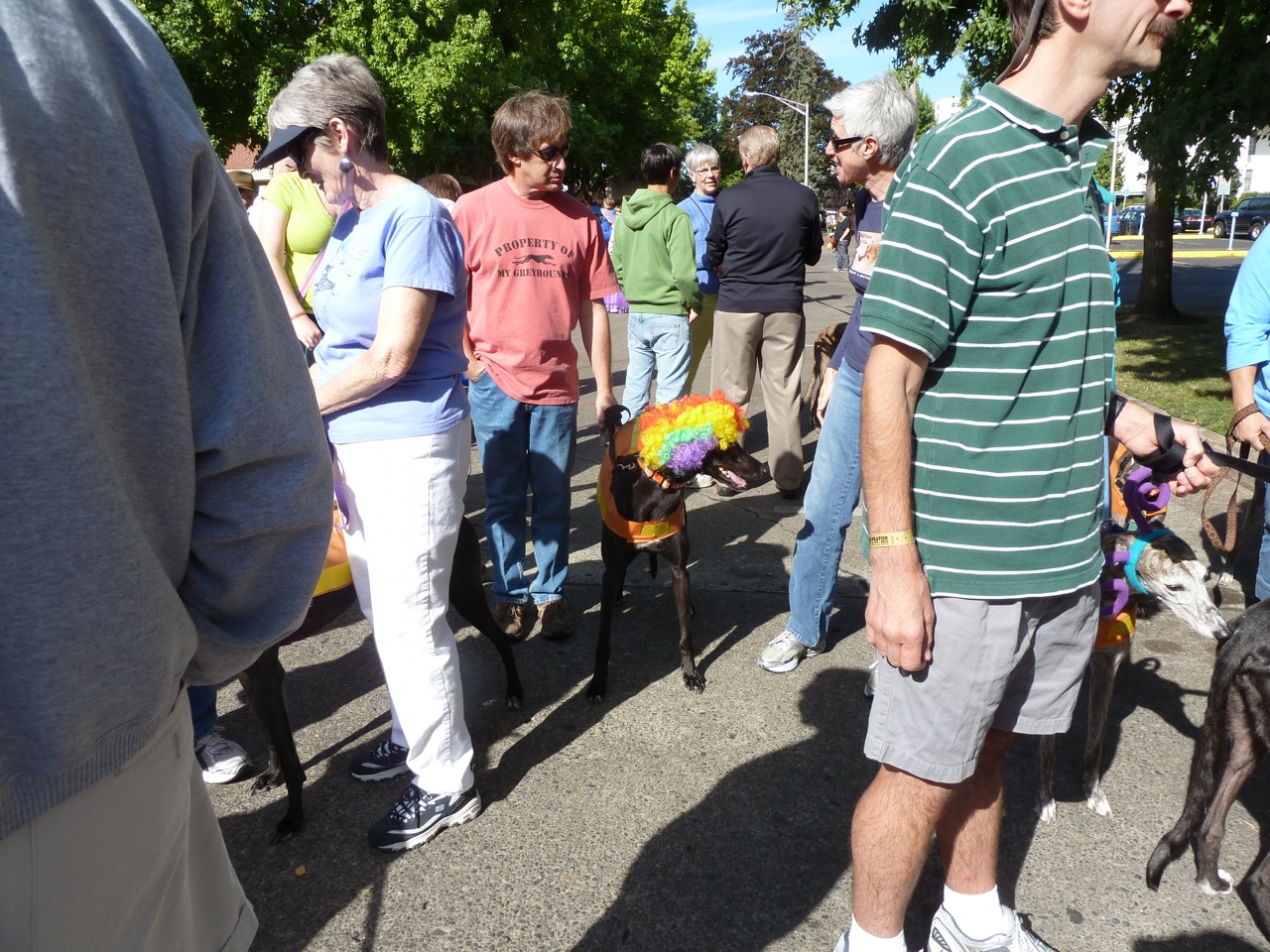Willamette Valley Greyhound Lovers! Eugene Celebration Parade Sat
