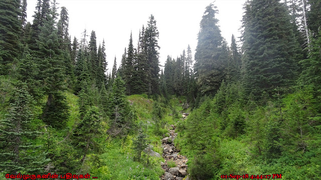 Nisqually Vista Trail Mt Rainier Natl Park