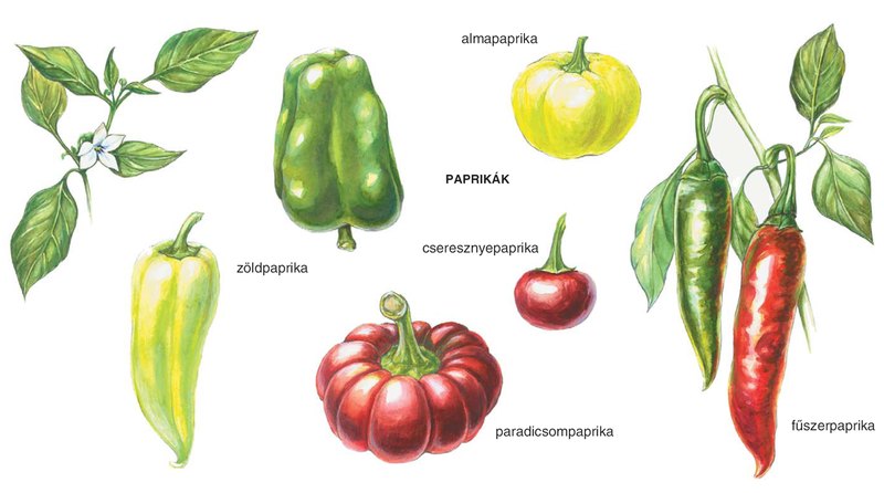 Közös paprika. A közös konyha(kert): Káposztával töltött almapaprika | Káposzta, Főzés, Finom étel