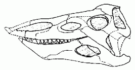 Longosuchus skull