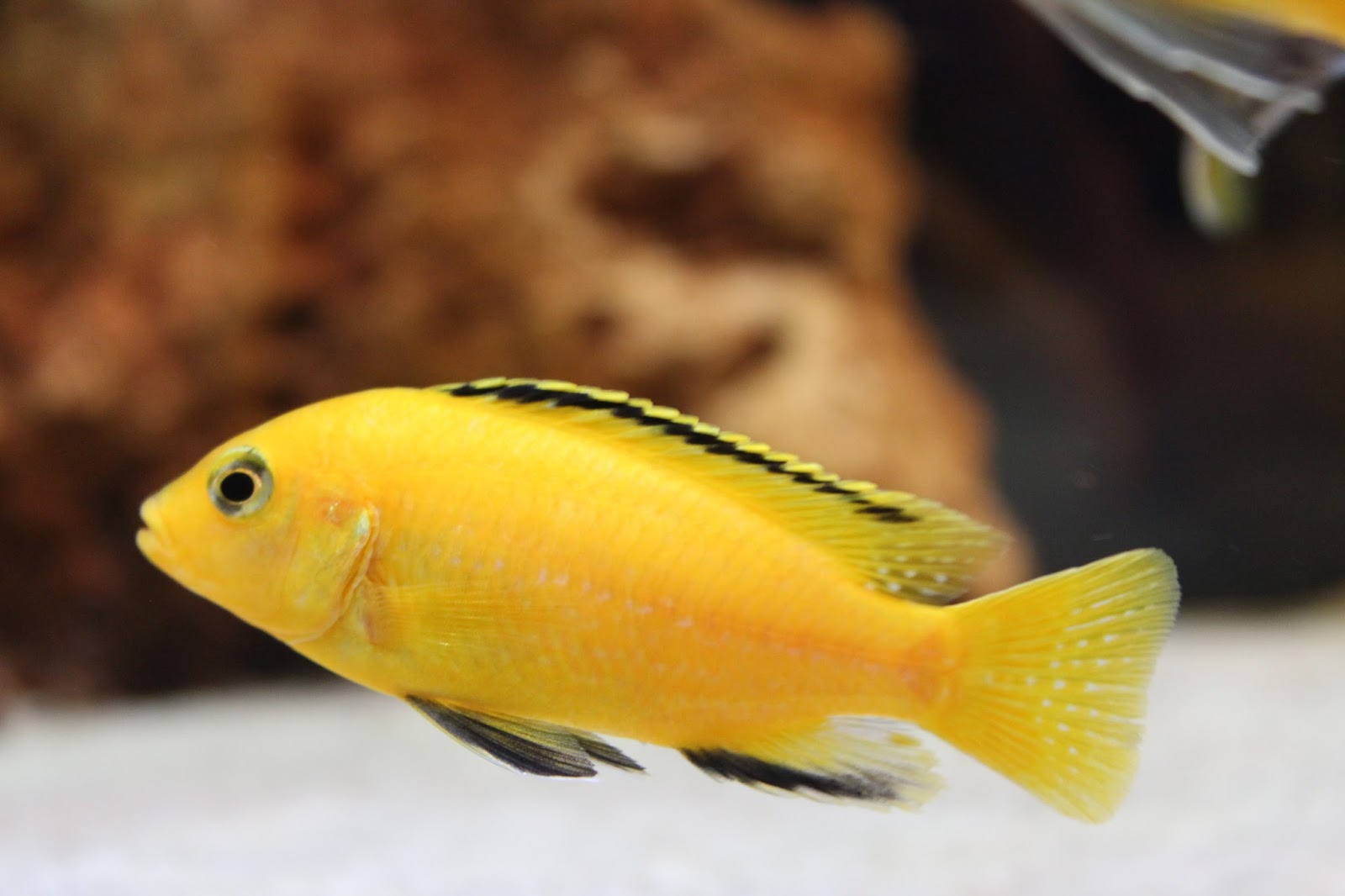 Oguz's Aquarium: Fish Species