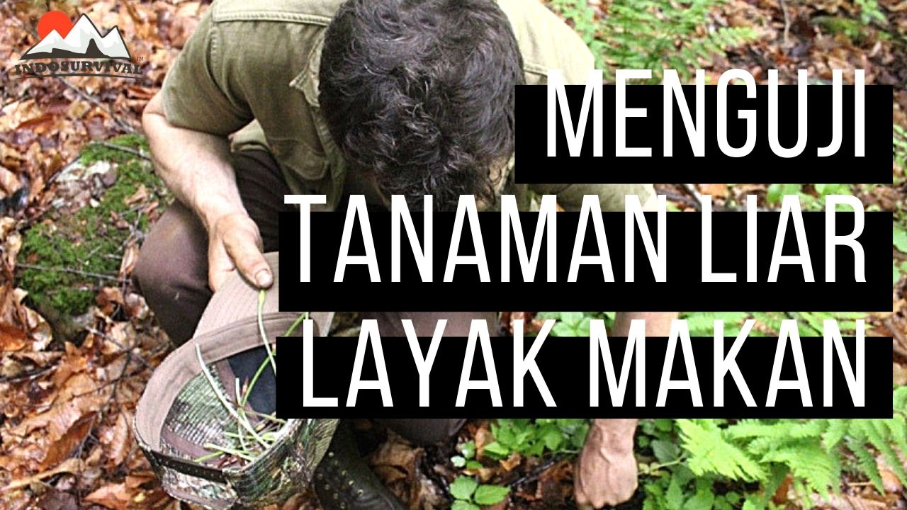 Cara Menguji Apakah Tanaman Liar Bisa Dimakan Indonesia