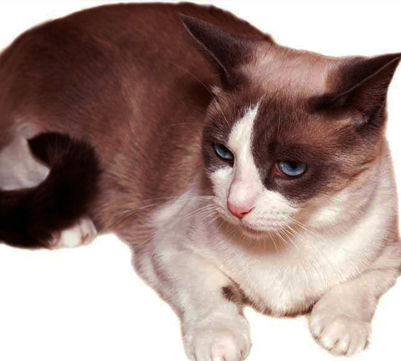 The 10 Best Types of Cat