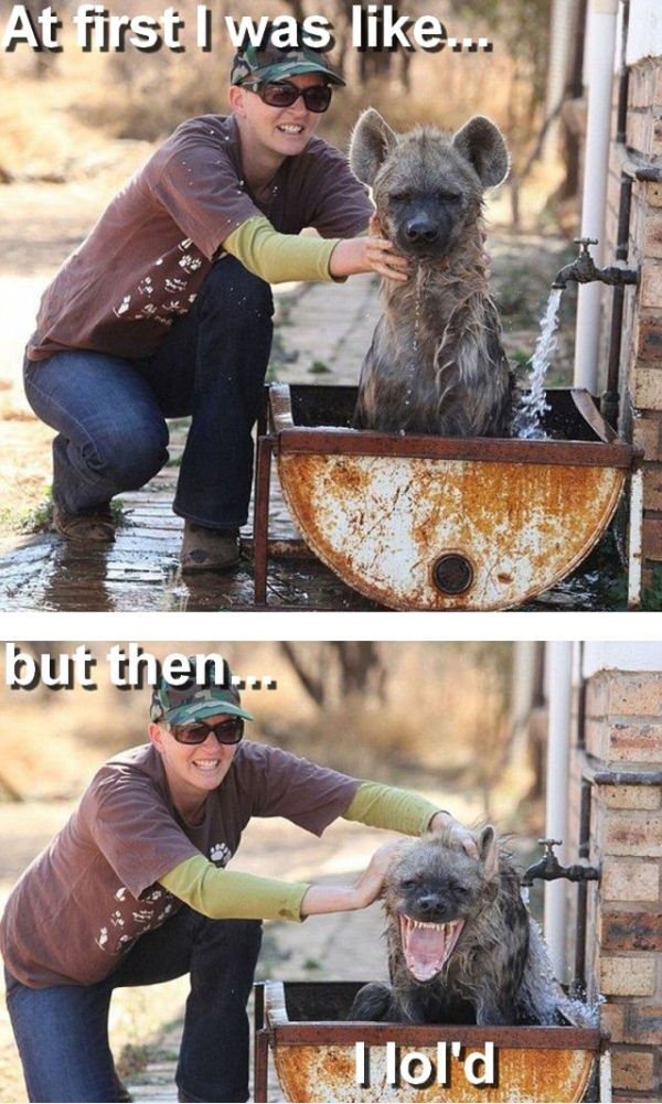 30 funny animal captions part 3 (30 pics) I Love Funny Animal