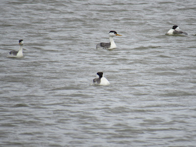 clark's grebe