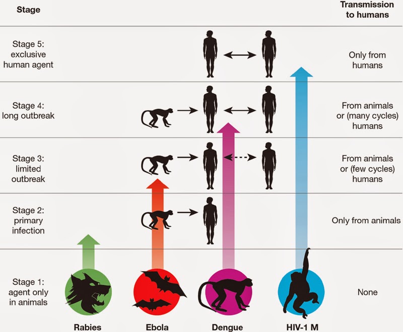 microBIO: ¿Cuál es el origen de las enfermedades infecciosas humanas?