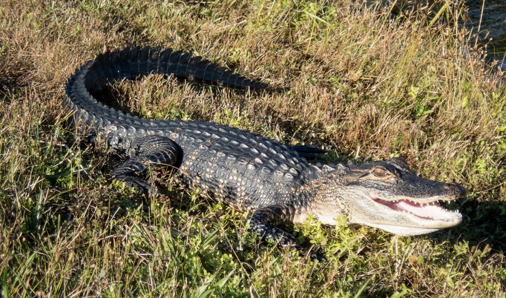 Top 10 Animals With Strongest Bite Force