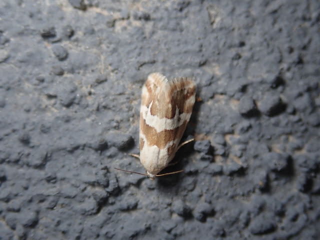Eublemma elychrys Eublemma elychrys