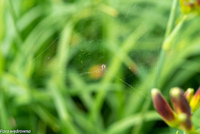 Powsin ogród botaniczny PAN pająk tkacz