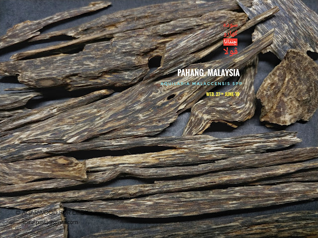 Regular type of quality Agarwood from Malaysia. 