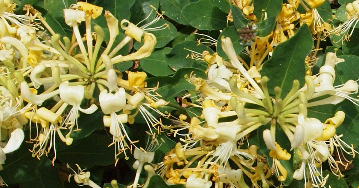 Natural History, Creation and Religious Conflicts: The beauty of