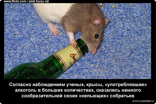 Почему крысы играют и получают удовольствие?