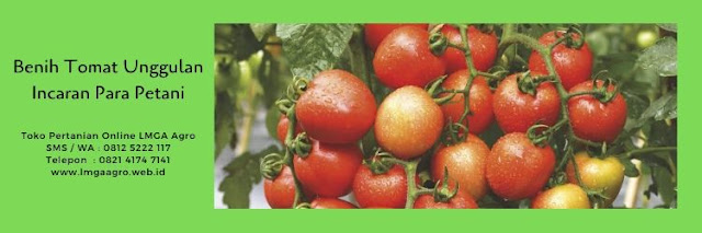 budidaya tomat,benih tomat,cara menanam tomat,pertanian,budidaya tanaman,lmga agro