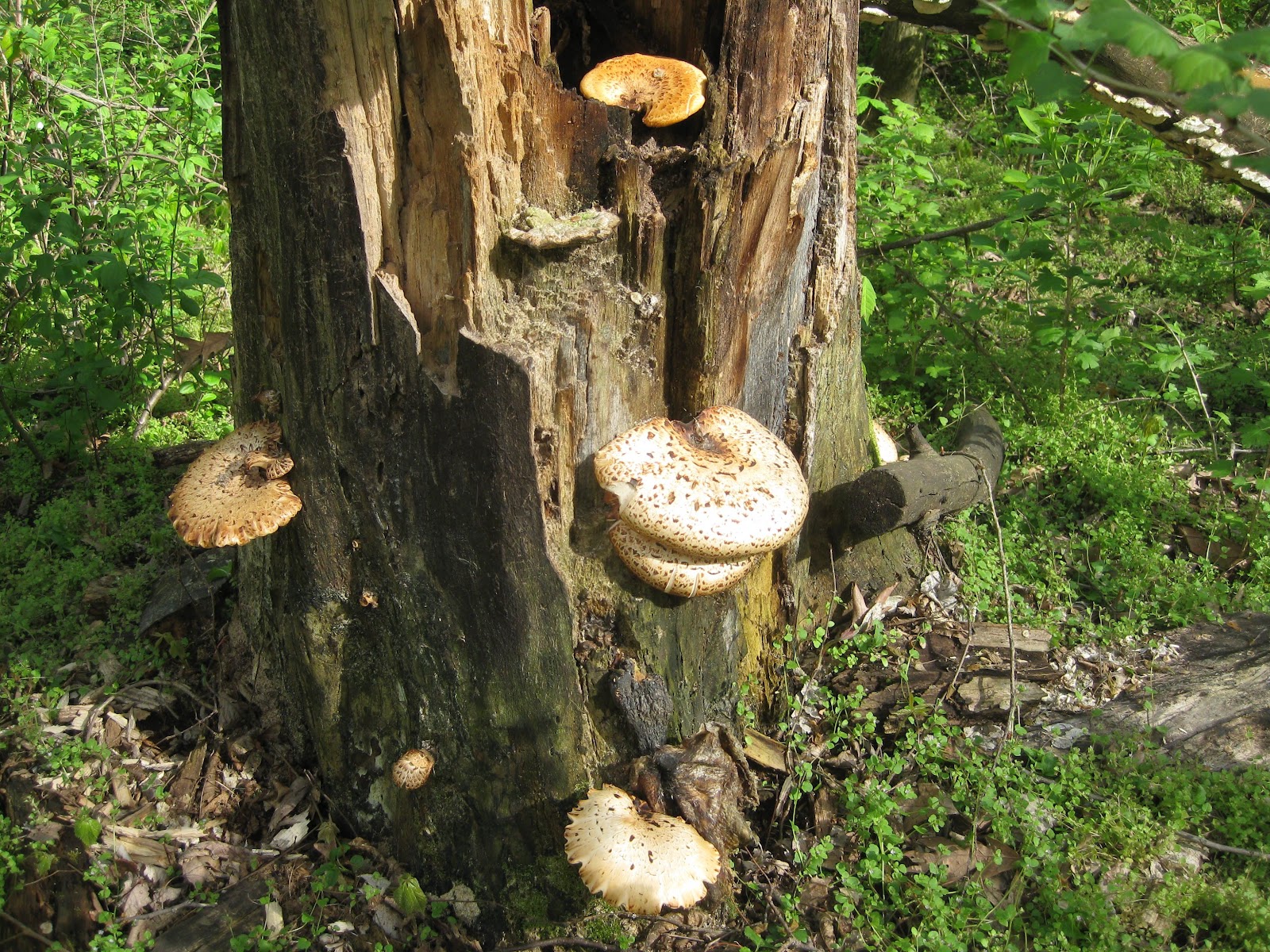 Wild Word Project God on the loose among us