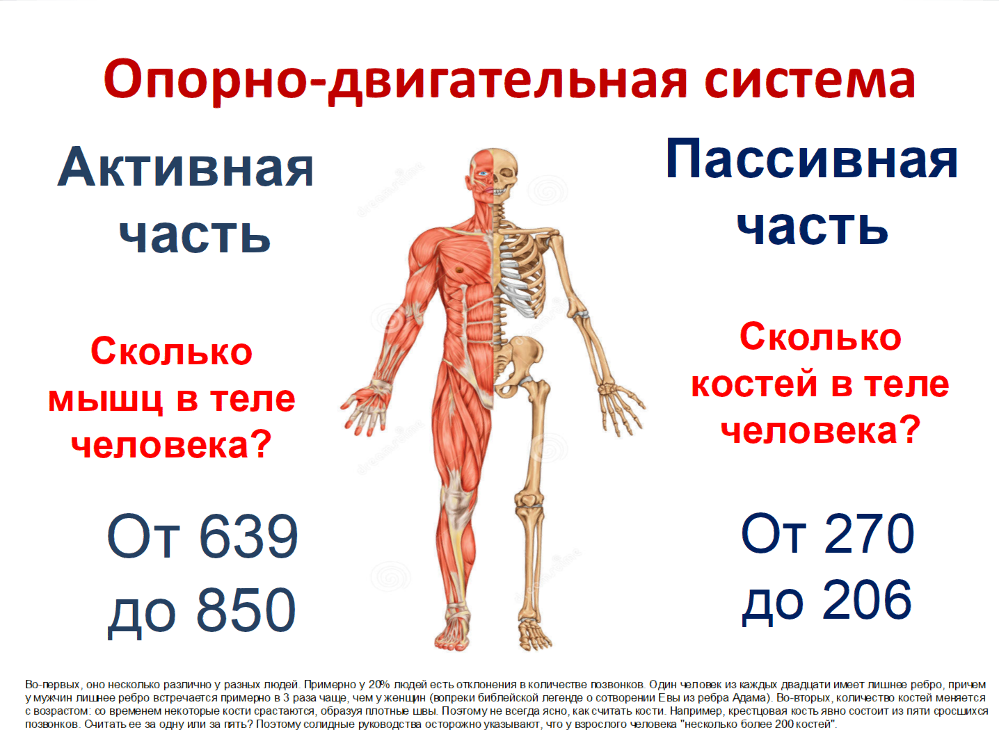 Какое количество мышц у человека. Сколько у людей костей в теле человека. Сколько костей в скелете человека. Сколько костей у человека взрослого. Сколько косетц у человека?.