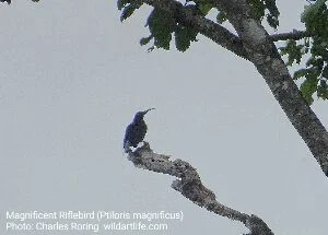 Ptiloris magnificus is a paradise bird in West Papua whose local name is Toowa Cemerlang or Cendrawasih Dada biru