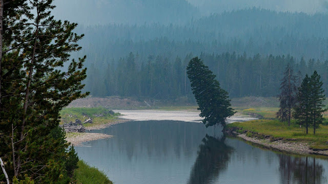 Wallpaper trees, forest, mountains, lake, fog