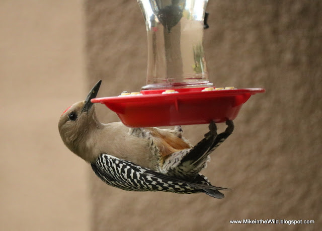 Mike in the Wild: Backyard Birding - The Gila Woodpecker