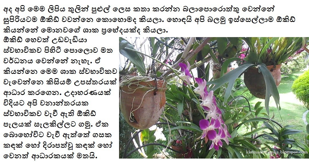 How To Cultivate Orchids In Sri Lanka