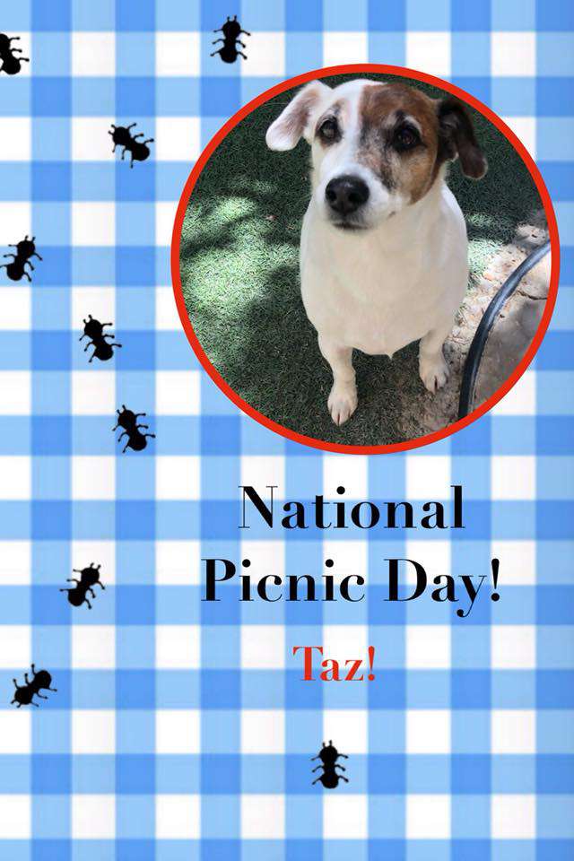 National Picnic Day Wishes for Instagram