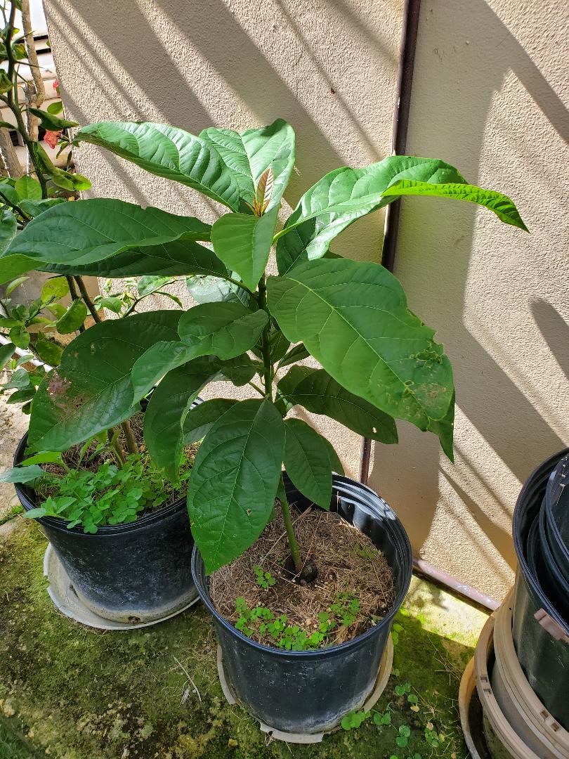 Foto Blog Puerto Rico: Arbolitos de Aguacate
