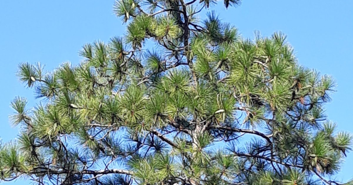 Dewberry Lands Trees Grow and So Do Grands