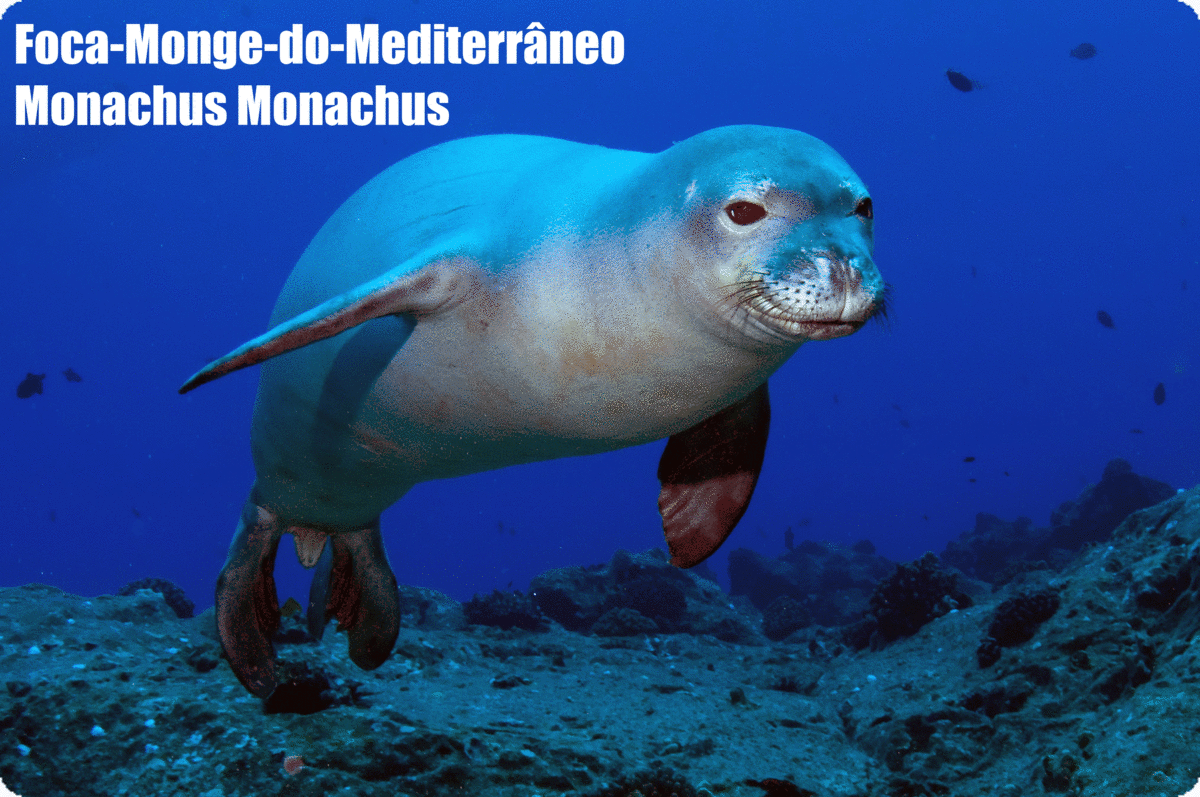 Foca-Monge-do-Mediterrâneo | Monachus Monachus | Lobo-Marinho