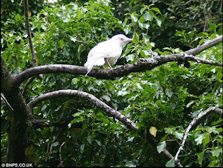 SALING INDONESIA: Pemandangan Menarik Burung Gagak Albino ‘Berwarna Putih’ yang