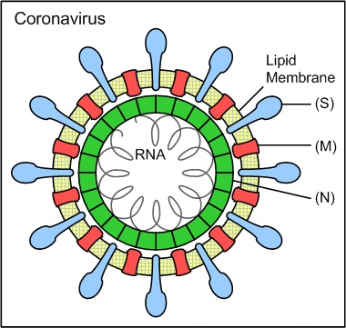 Top 10 Unknown Facts About Novel coronavirus (2019-nCoV)