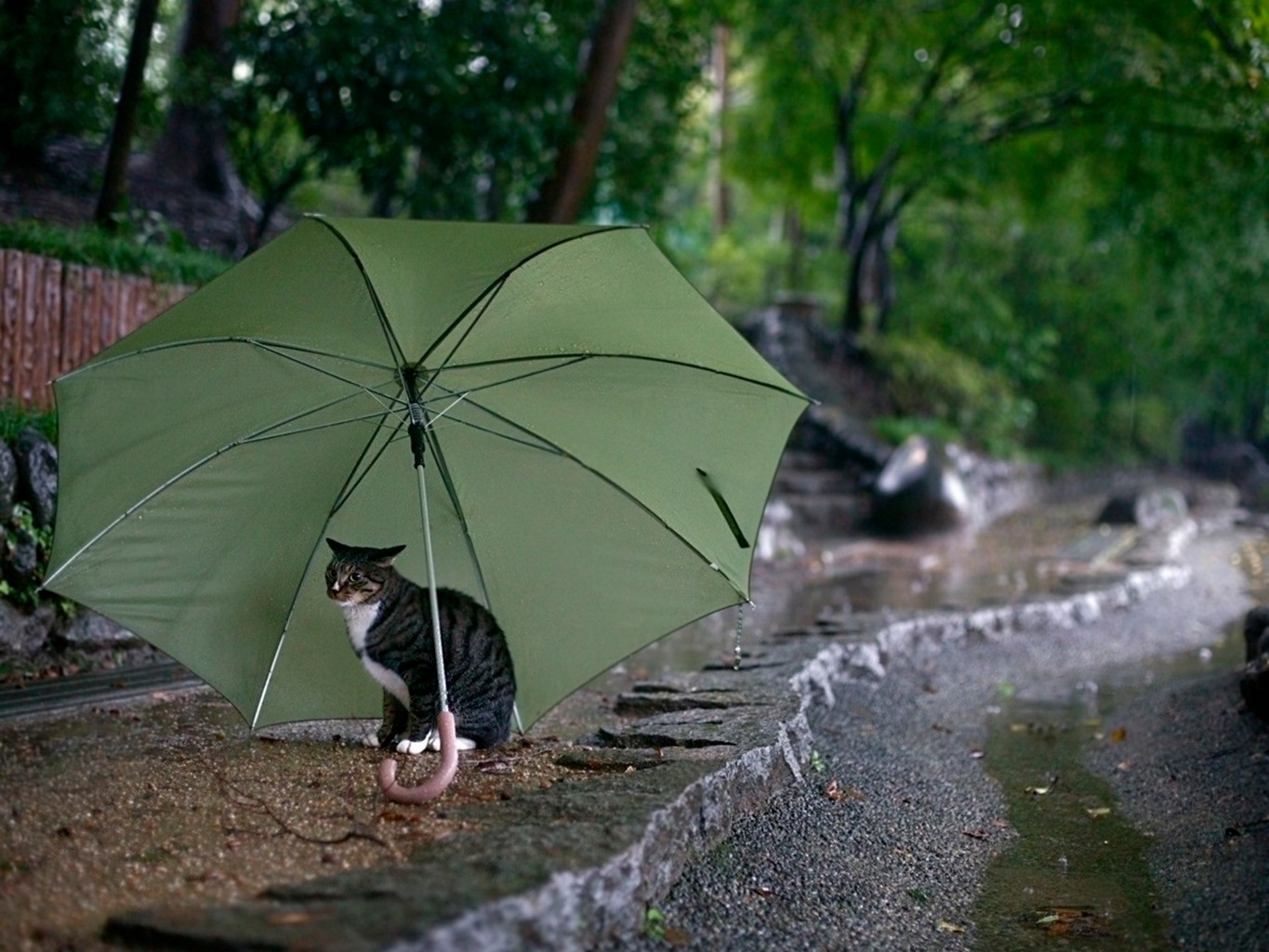 Погода на зонтике