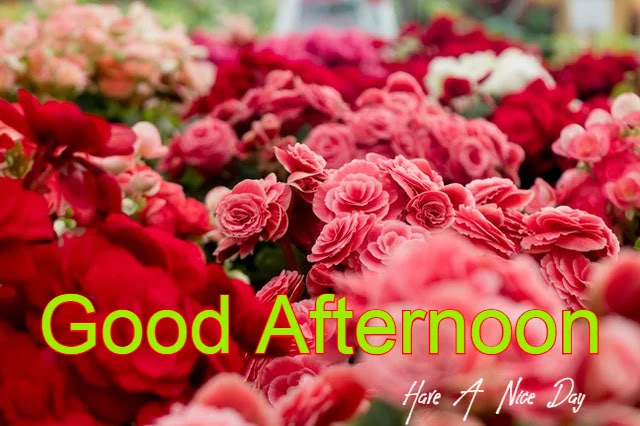 Good Afternoon HD Image Good Afternoon HD Image